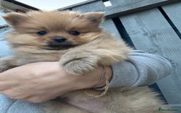 Pomeranian dogs for sale: Pomeranian boys - Image 2
