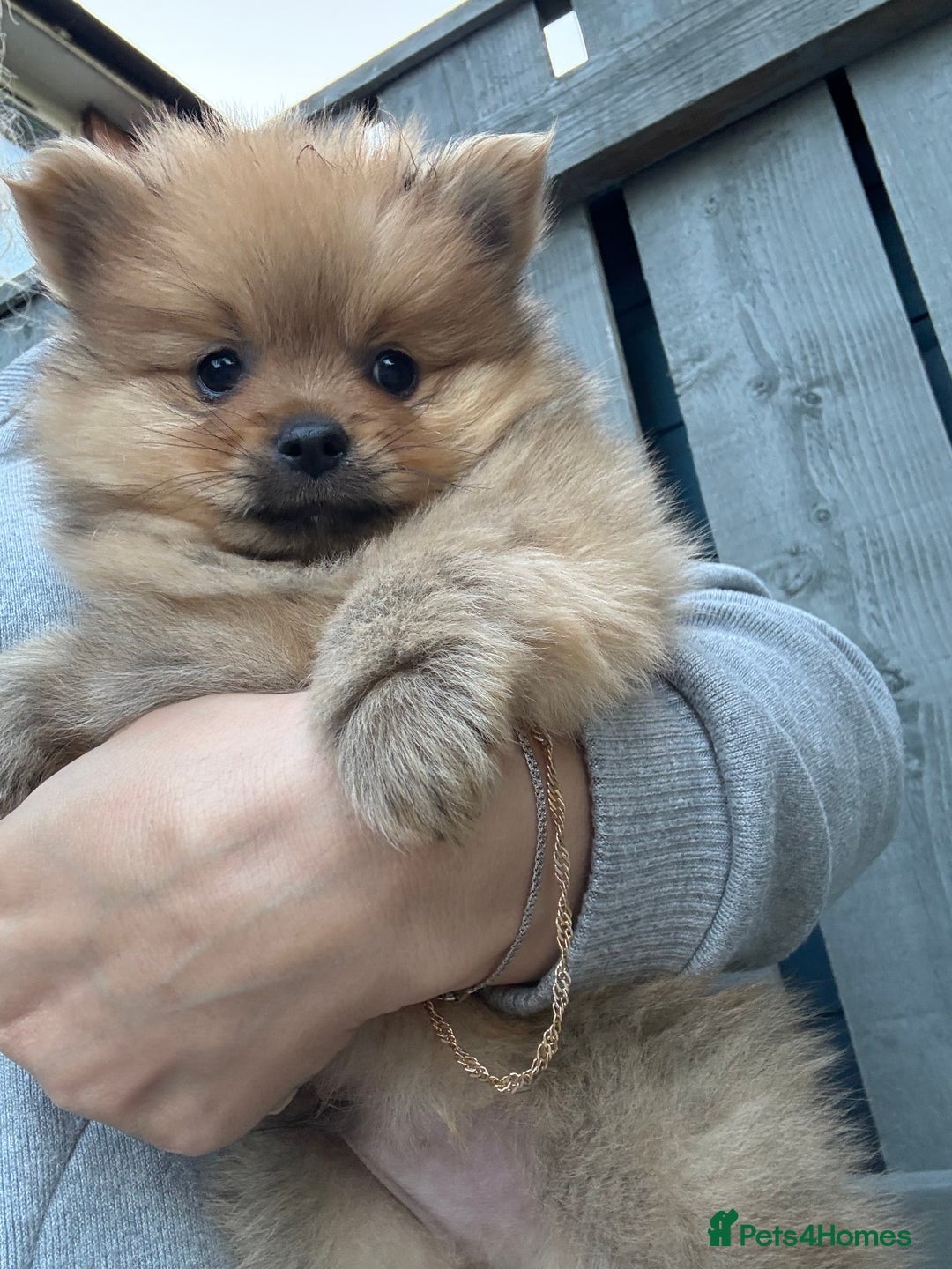 Pomeranian dogs for sale: Pomeranian boys - Image 2