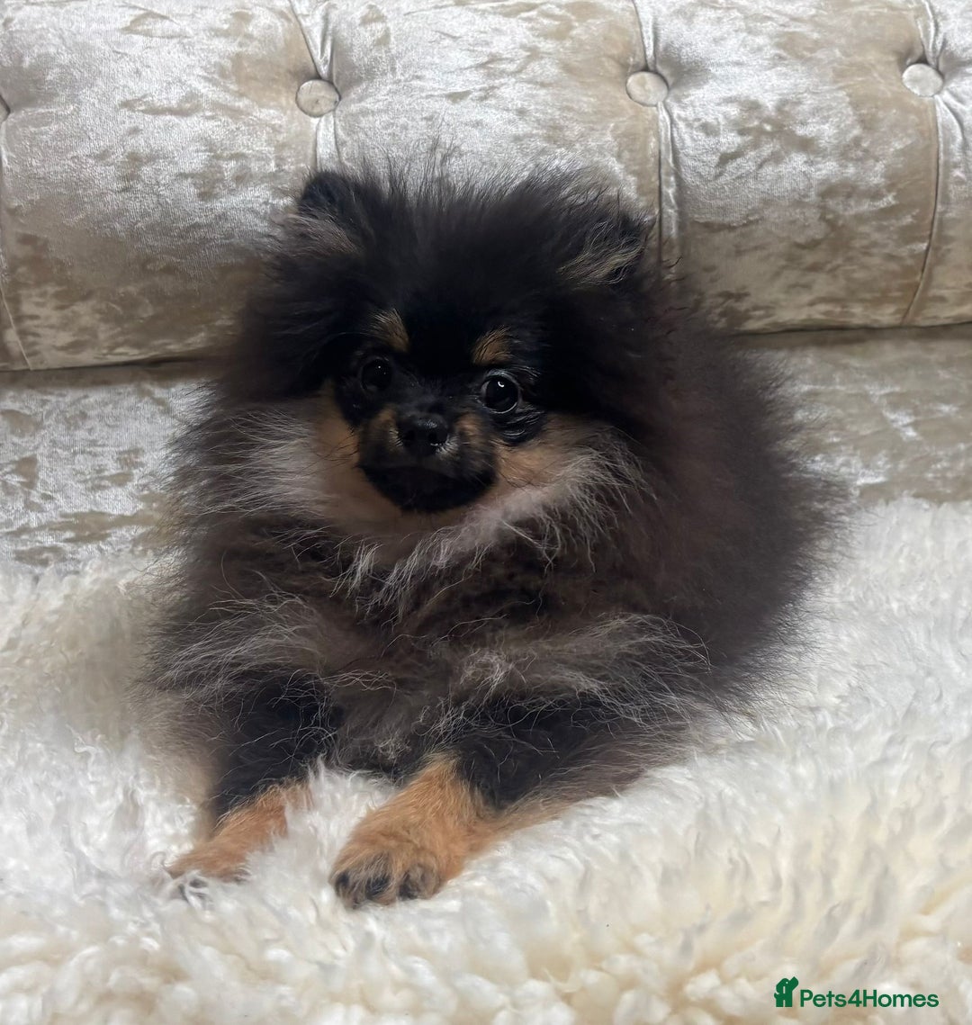 Pomeranian dogs for sale: ❤️Kc teddy bear pom babies ❤️ - Advert 12
