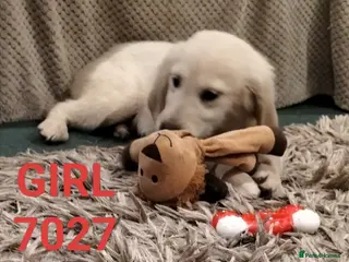 Golden Retriever dogs STUNNING GOLDEN RETRIEVER PUPS - Advert 3