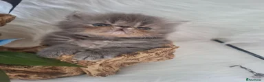 Persian 2