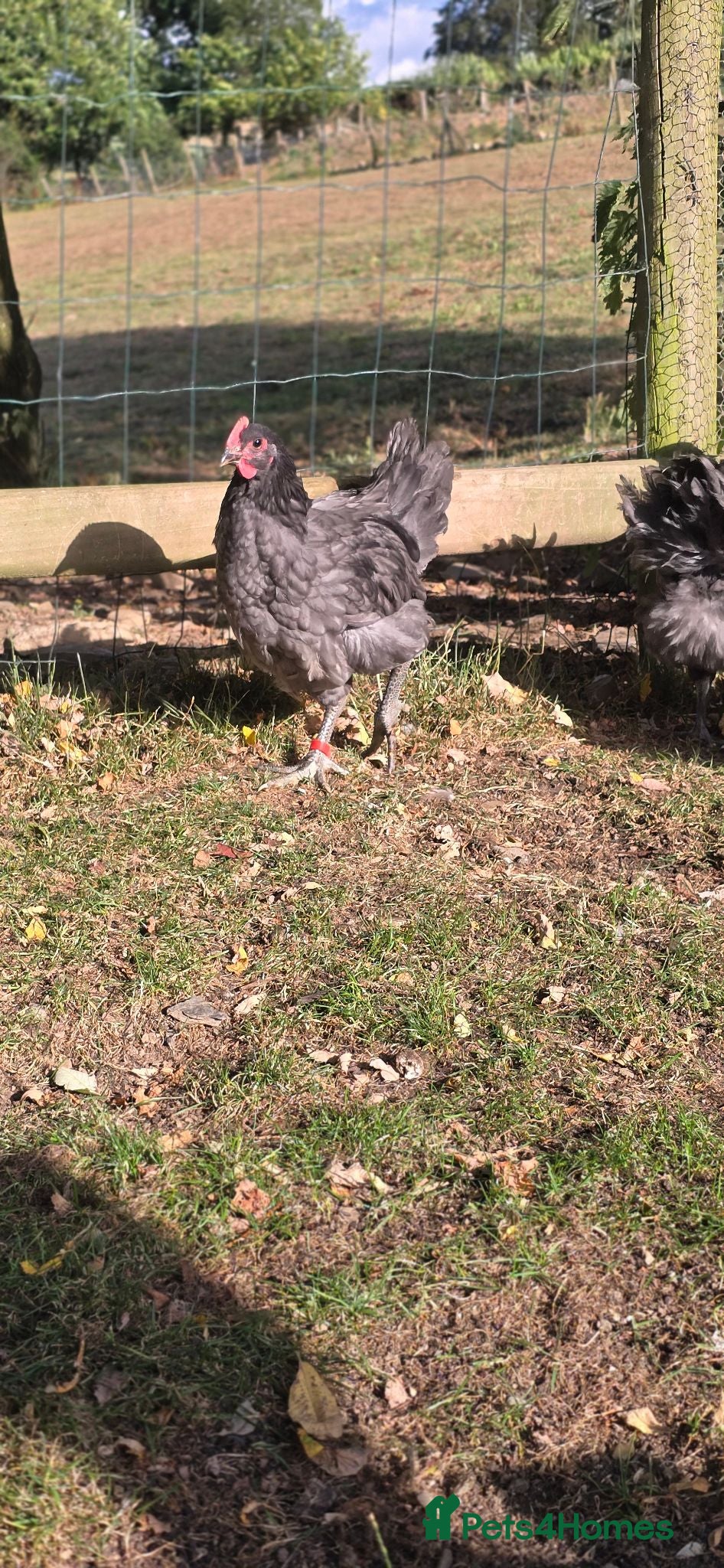 Chickens poultry Blue Jersey Giant Trio - Advert 16