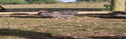 Chickens poultry for sale: Blue Jersey Giant Trio - Advert 1