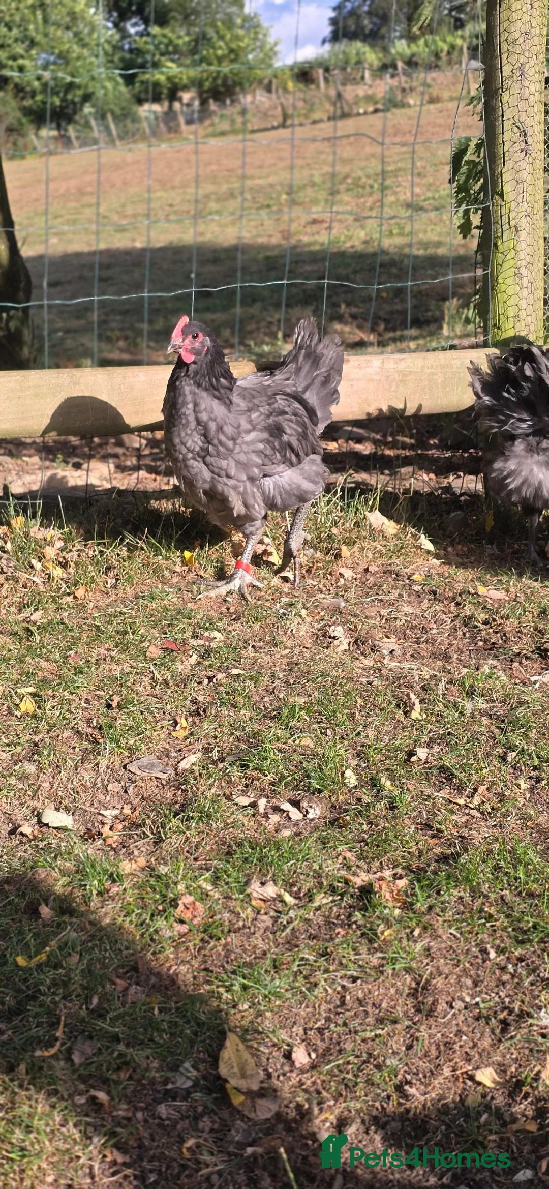 Chickens poultry for sale: Blue Jersey Giant Trio - Advert 1