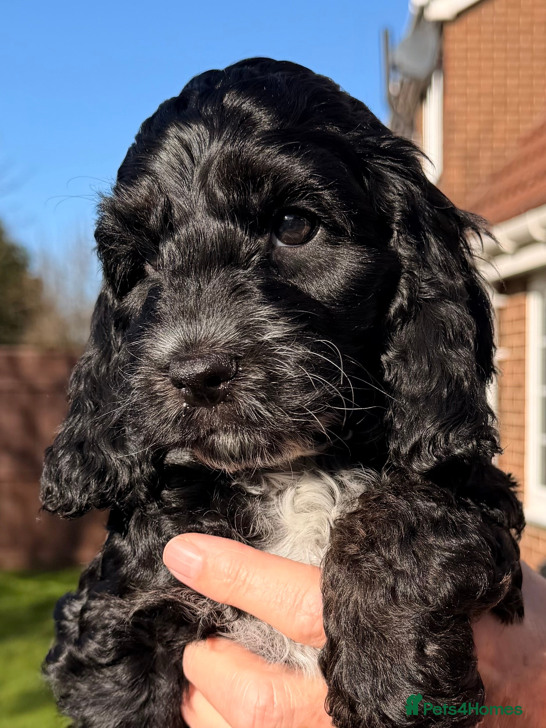 Cockapoo dogs F1 Cockapoo Puppies - Advert 11