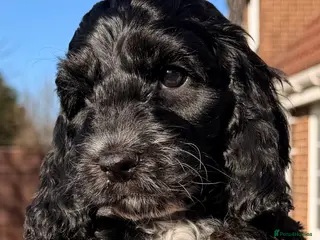 Cockapoo dogs F1 Cockapoo Puppies - Advert 11