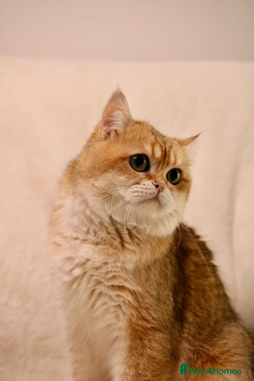 Brazilian Shorthair cats for sale: British short hair kitten (Mochi NY11) in Leeds - Advert 2