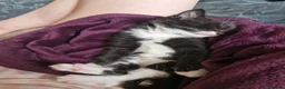 British Shorthair cats for sale: Super friendly kittens. Used to dogs and children  in Leighton Buzzard - Advert 17