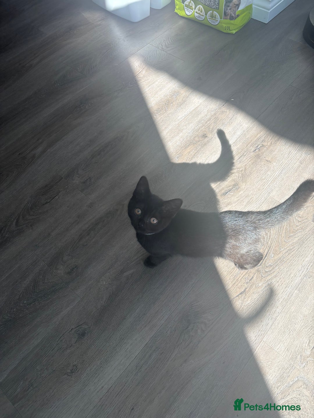 British Shorthair cats for sale: Reduced affectionate Solid Black British shorthair - Image 6