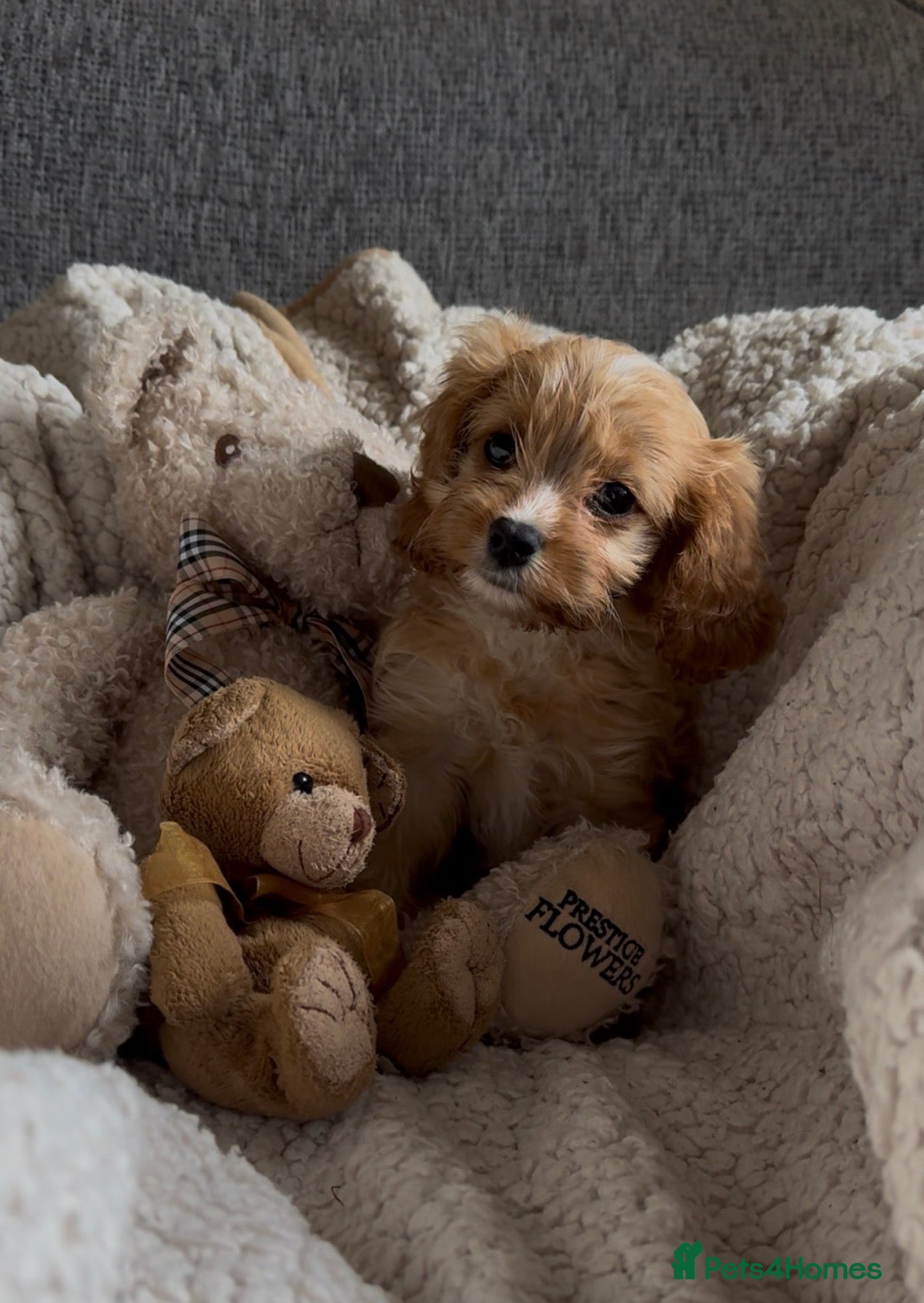 Cavapoo dogs Outstanding F1 Toy Cavapoo pups. - Advert 11