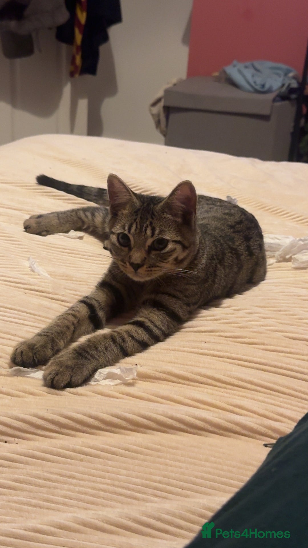 Mixed Breed cats for sale: Tigger  - Image 3