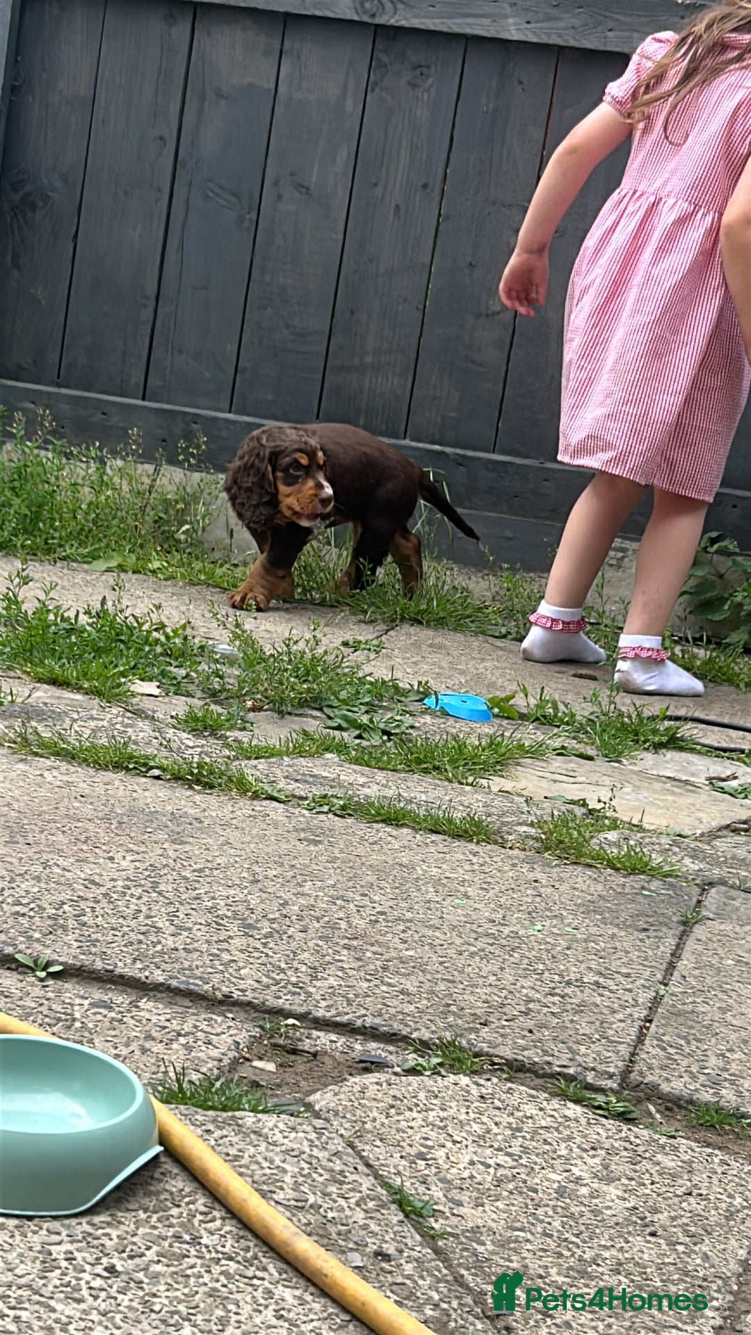 Cocker Spaniel dogs for sale: Cocker Spaniel - Image 4