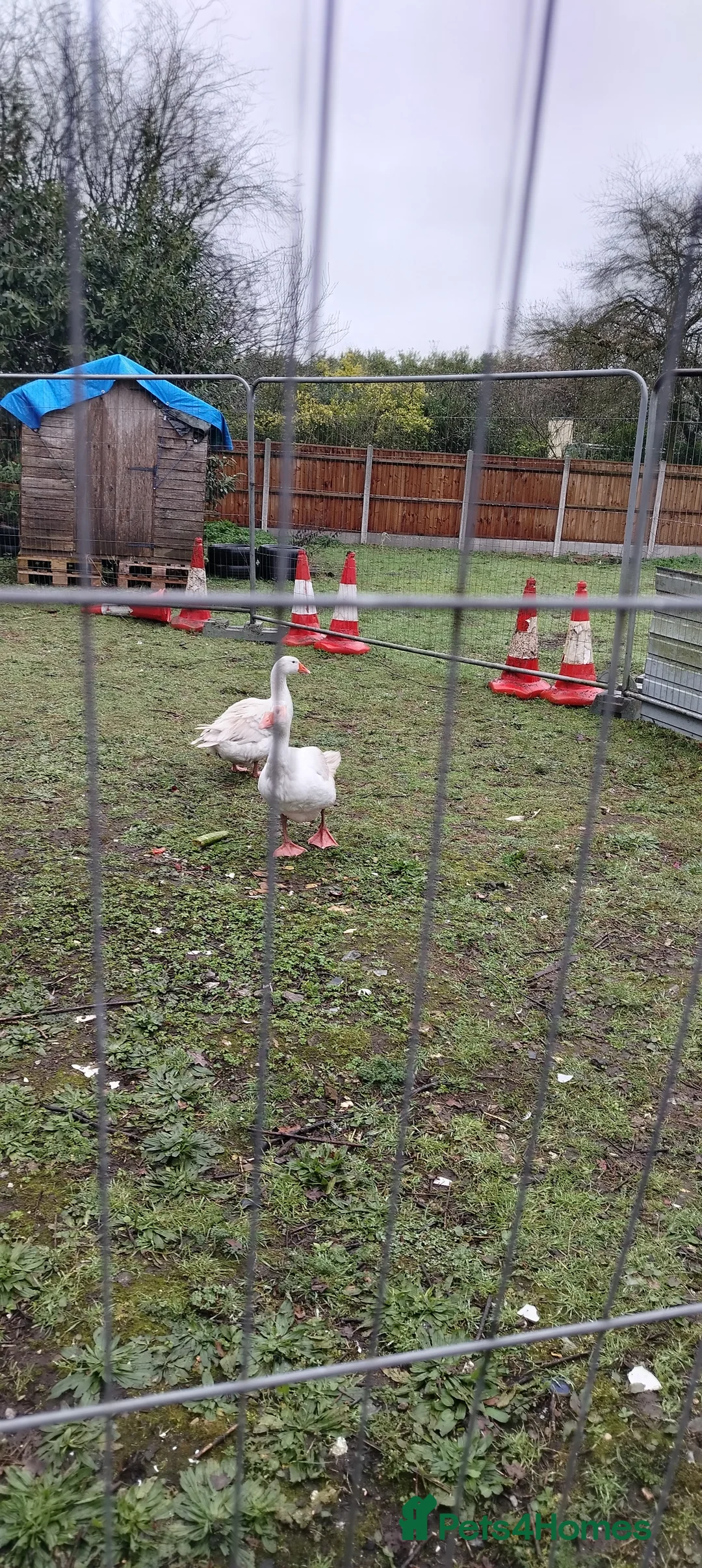 Geese poultry for sale: Believed Fertile hatching eggs in Great Yarmouth - Advert 4