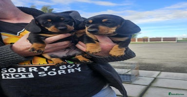 Miniature Dachshund dogs - Advert 1