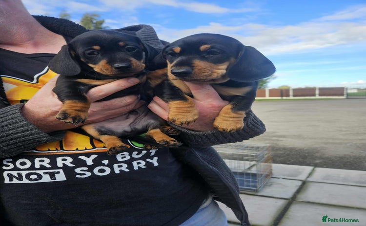 Miniature Dachshund dogs - Advert 1