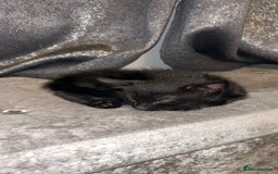 Mixed Breed cats for sale: Black kittens  - Image 2