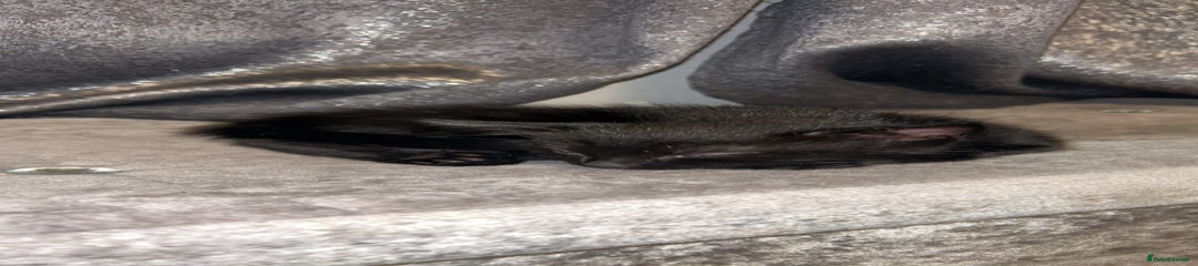 Mixed Breed Kitten 2