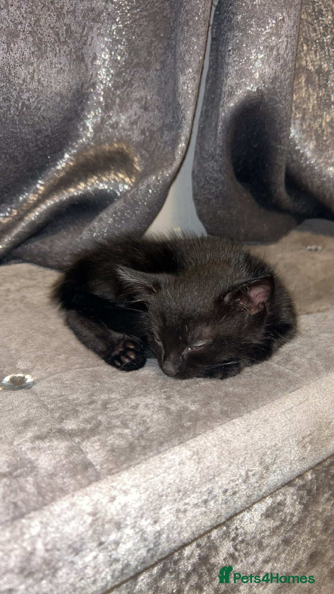 Mixed Breed cats for sale: Black kittens  - Image 2