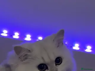 British Longhair cats British longhair - Advert 1