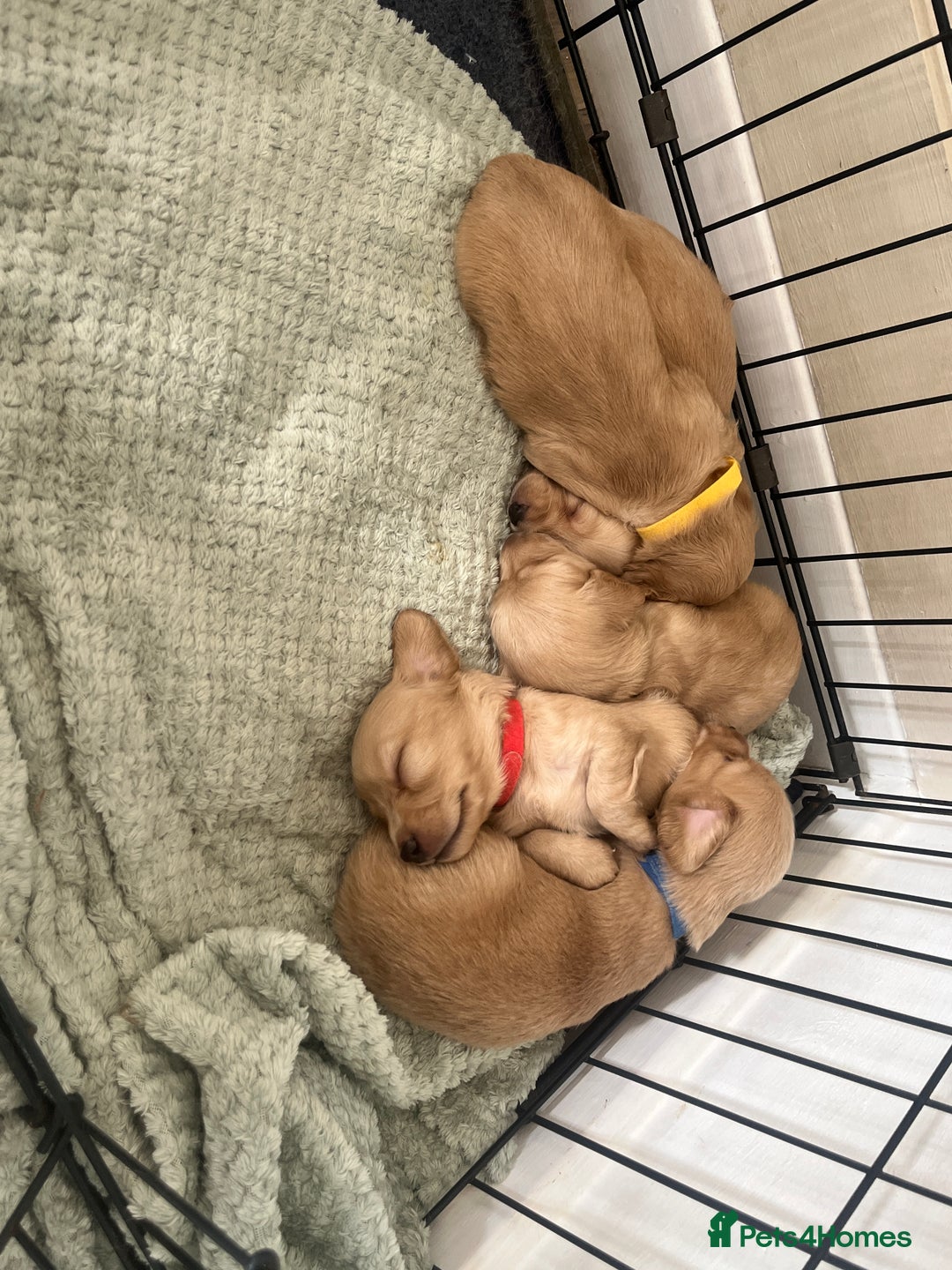 Miniature Dachshund dogs for sale: Long hair cream mini dachshund puppies 30th july in Liverpool - Image 6
