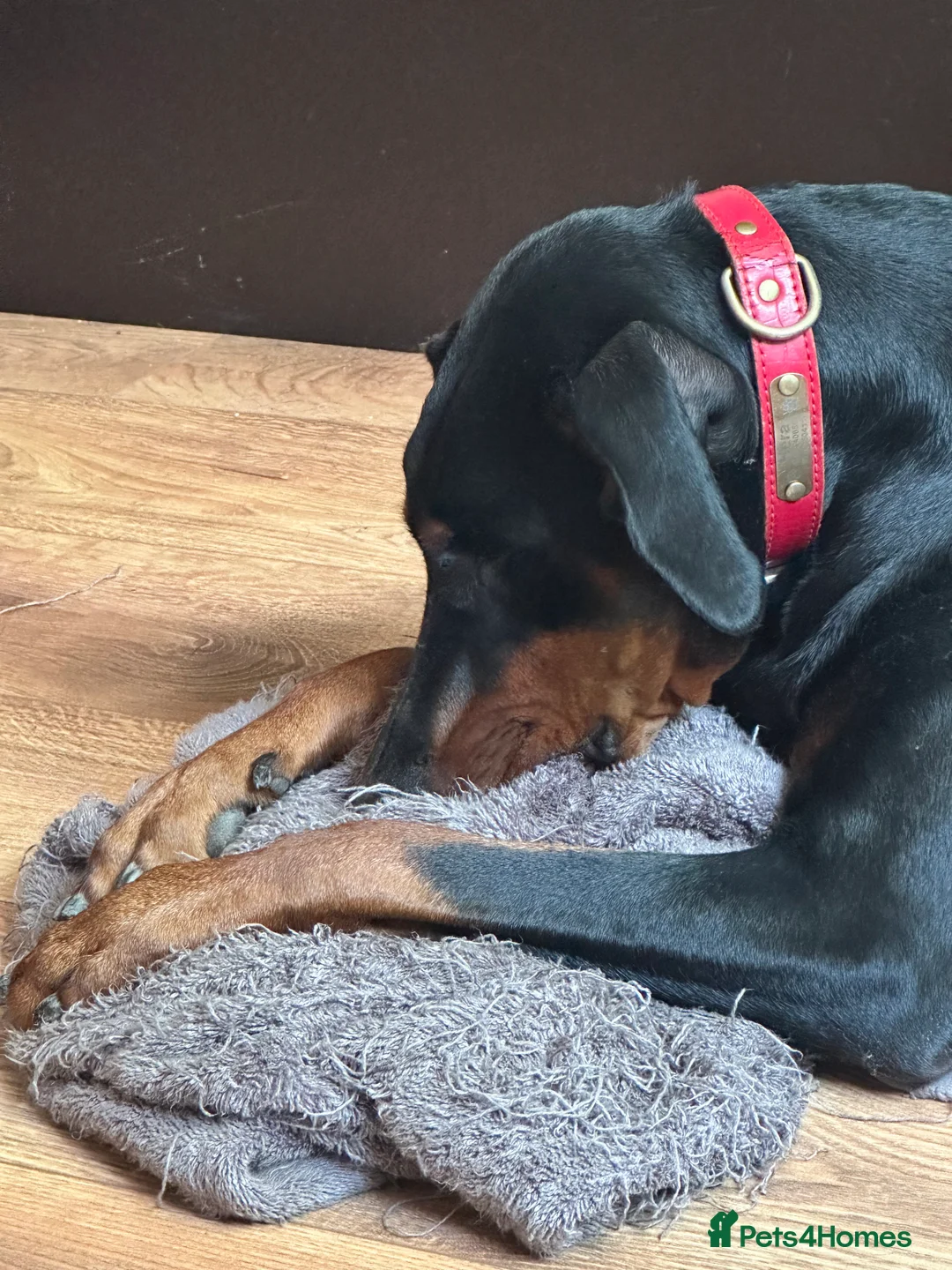 Dobermann dogs for sale: Loyal Doberman  in Preston - Advert 9