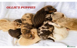 Miniature Poodle dogs for stud: FULLY HEALTH TESTED MINIATURE POODLE in Kettering - Image 32