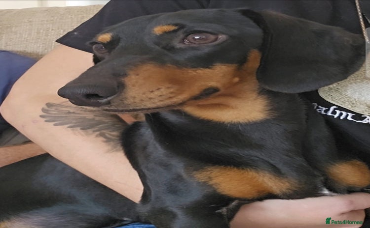 Miniature Dachshund dogs - Advert 2