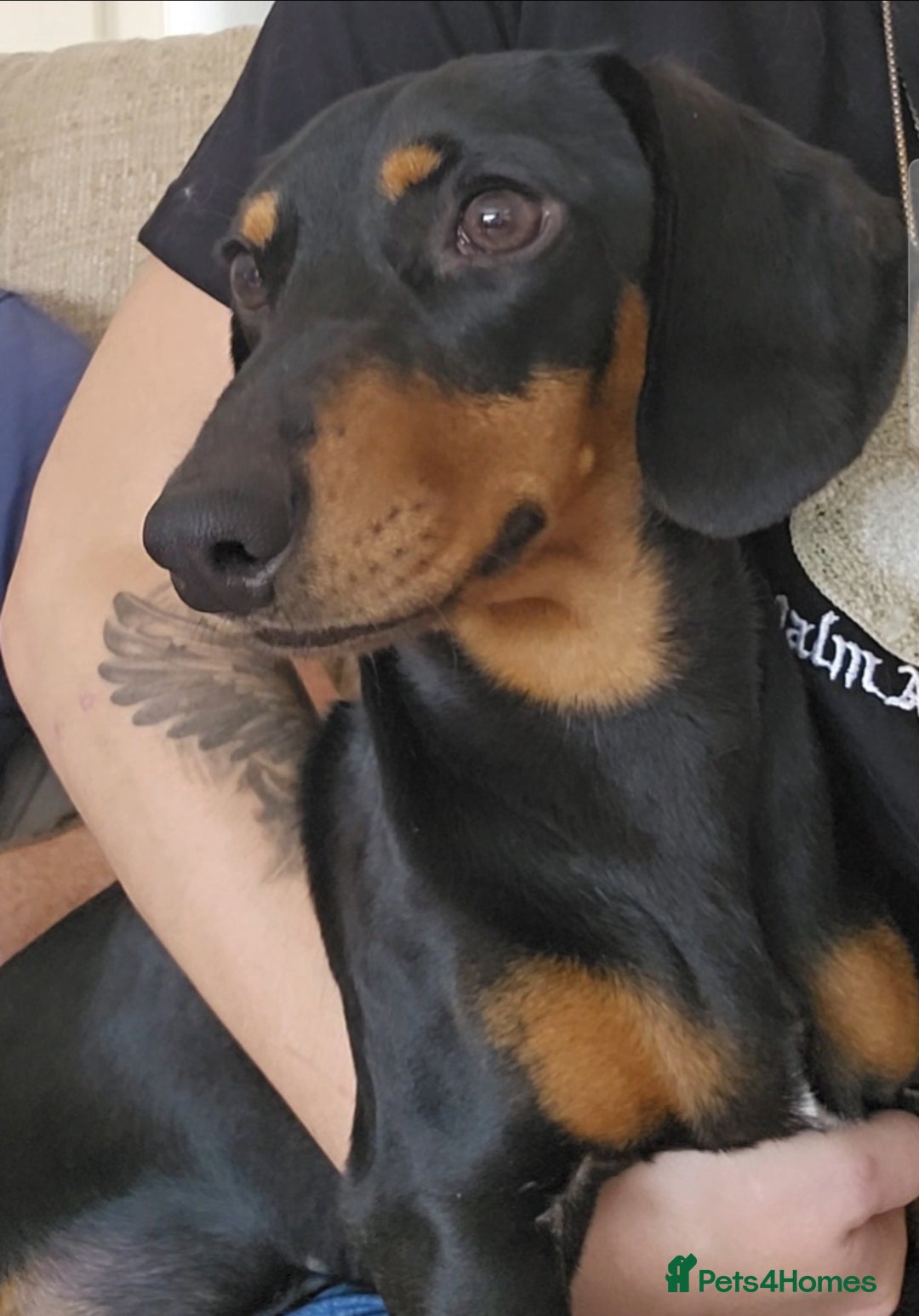 Miniature Dachshund dogs for stud: Miniature Dachshund for stud - Image 1