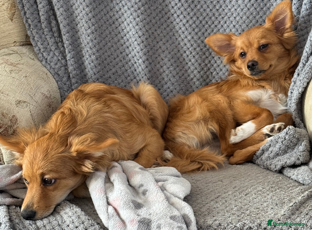 Pomchi dogs for sale: Two 6 month old dogs  - Image 1