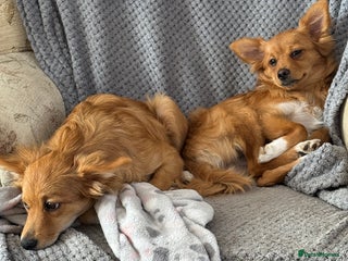 Pomchi dogs - Advert 4