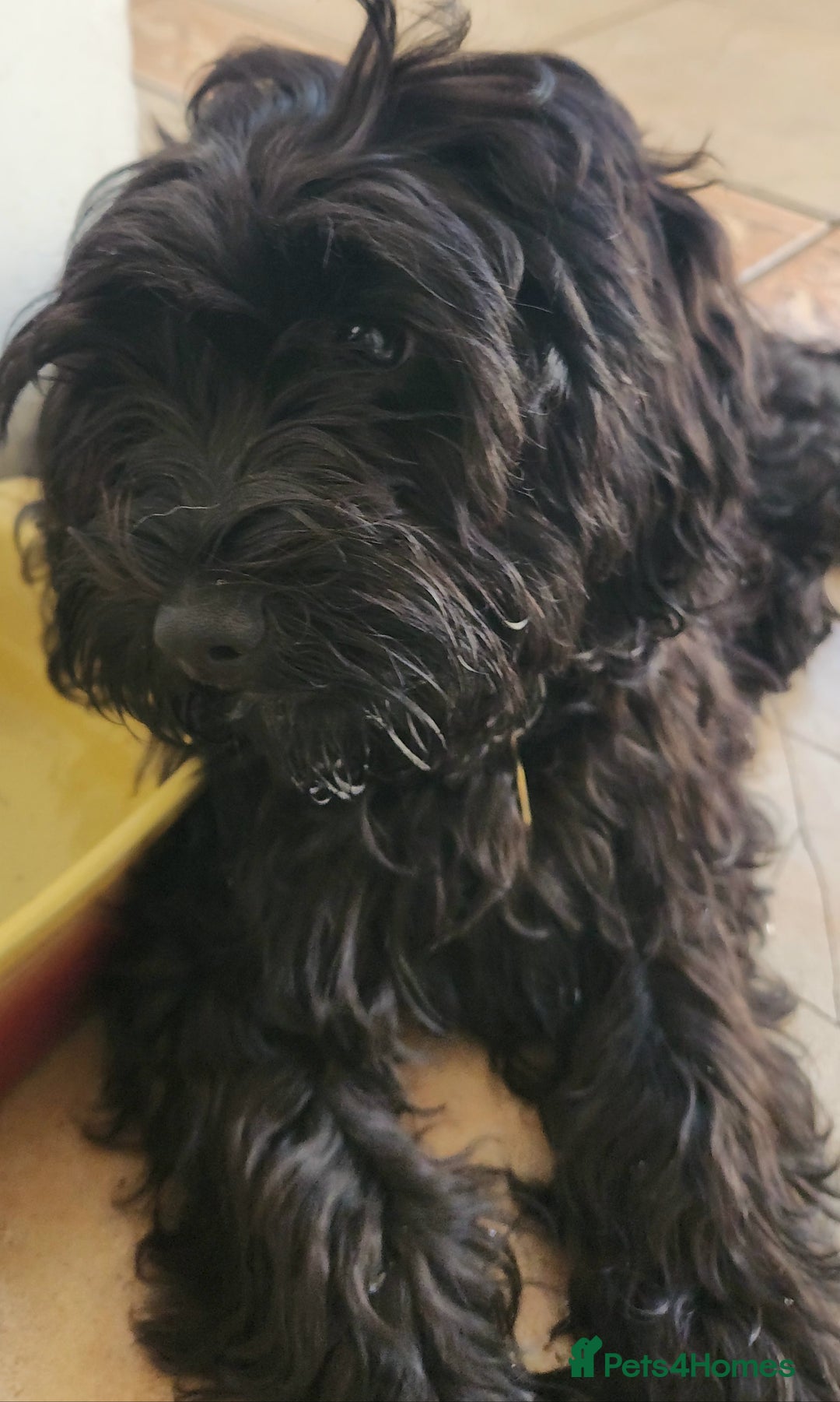 Mixed Breed dogs for sale: Three Stunning Toy Cavoodle Puppies Available Now  - Image 2
