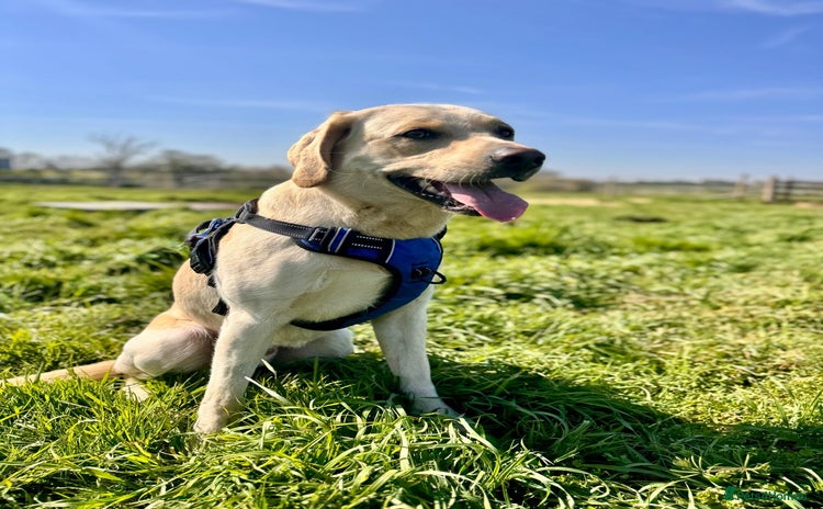 Labrador Retriever dogs - Advert 1