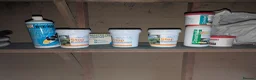 Koi Carp fish for sale: Established Pond Clearance 11 Mixed Koi & Goldfish in Margate - Advert 15