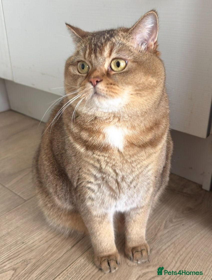 British Shorthair cats Nala - Golden BSH - Advert 1