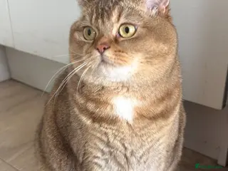 British Shorthair cats Nala - Golden BSH - Advert 1