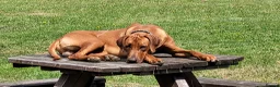 Rhodesian Ridgeback dogs for sale: KC OUTSTANDING PEDIGREE RHODESIAN RIDGEBACK  - Advert 11