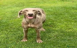 Weimaraner dogs for sale: Quality Weimaraner Puppies - Image 18