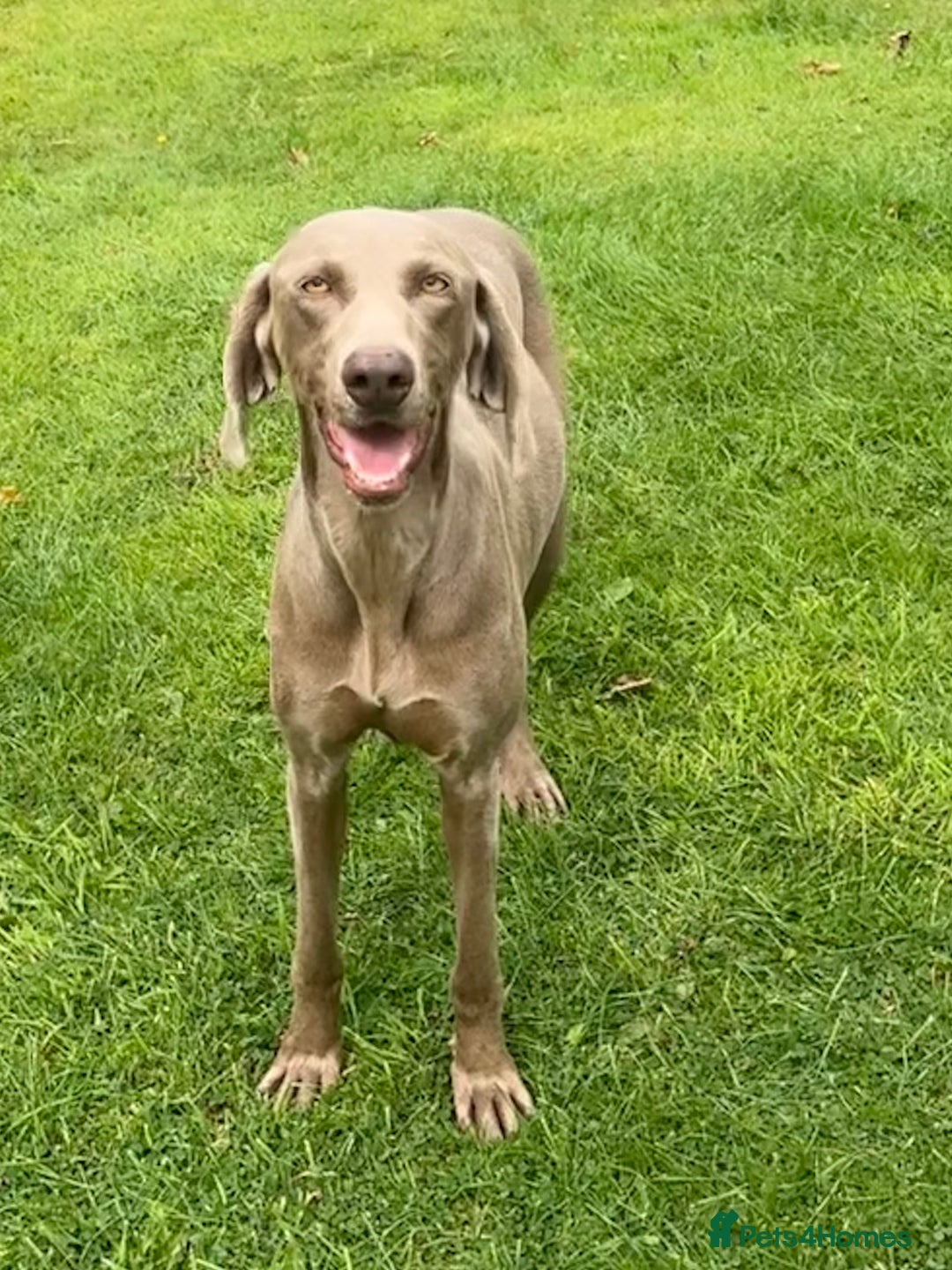 Weimaraner dogs for sale: Quality Weimaraner Puppies - Image 18