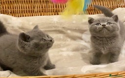 British Shorthair cats for sale: 🧸EXCEPTIONAL QUALITY PURE BREED BSH TEDDY BEARS🧸 - Advert 26