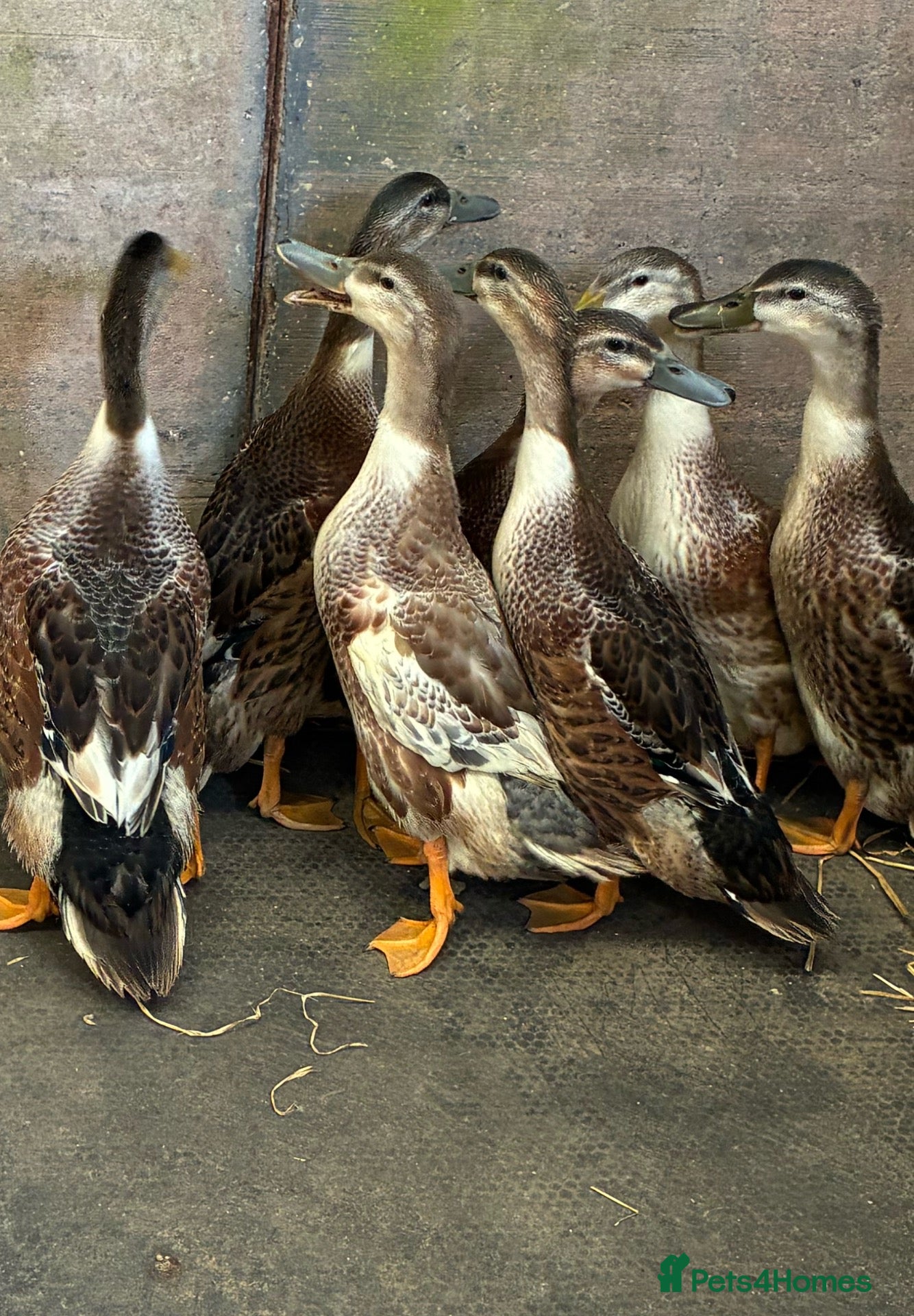 Ducks poultry Appleyard x runner ducklings for sale - Advert 22
