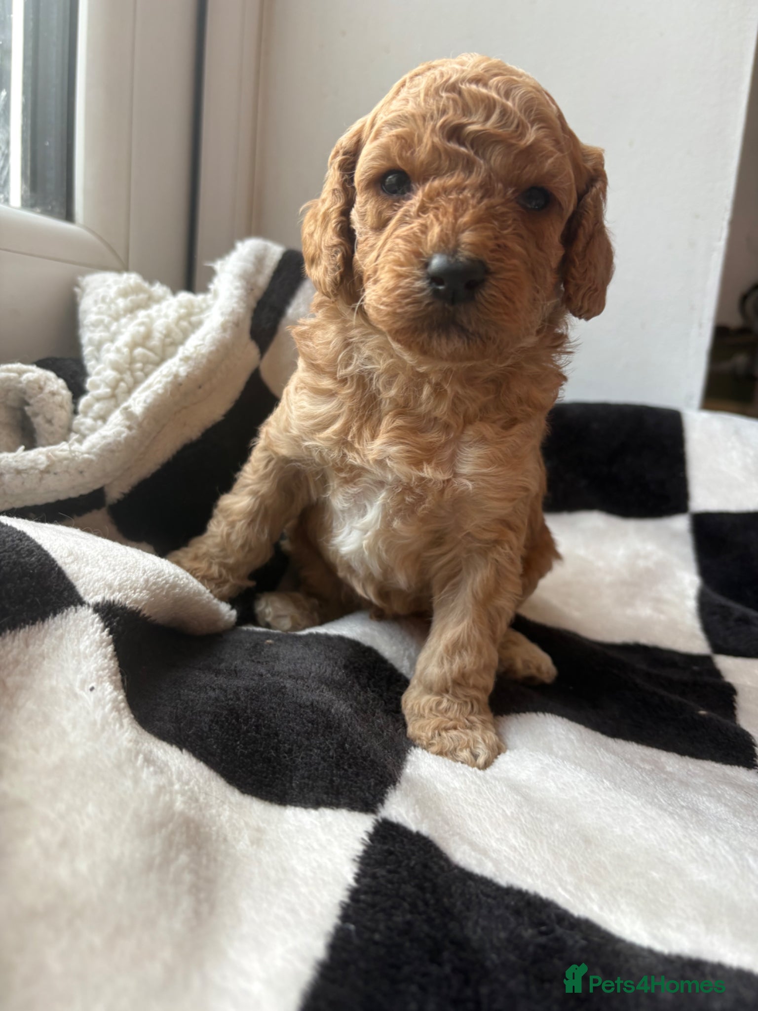 Mixed Breed dogs Double doodles  - Advert 1