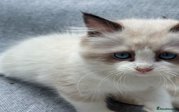 Ragdoll cats for sale: Rare European Chunky ragdolls - Image 10