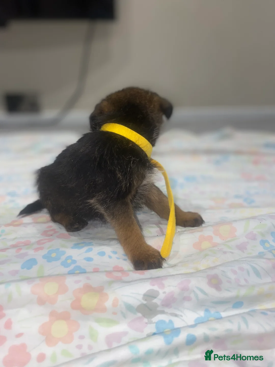 Border Terrier dogs for sale: 4 beautiful border terrier boys left  - Advert 5