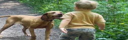 Hungarian Vizsla dogs for sale: Crufts Best in Show & Elite working Bloodlines - Advert 7