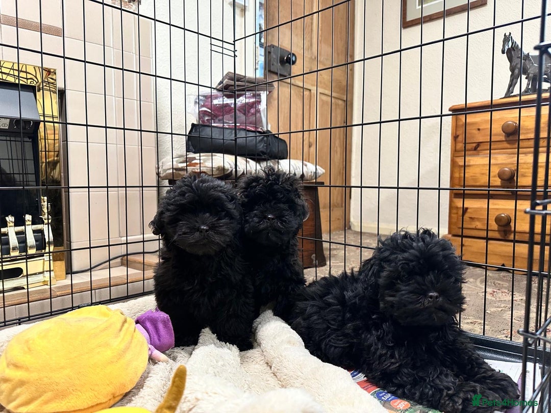 Shihpoo dogs for sale: Gorgeous shihpoo puppies  - Advert 6