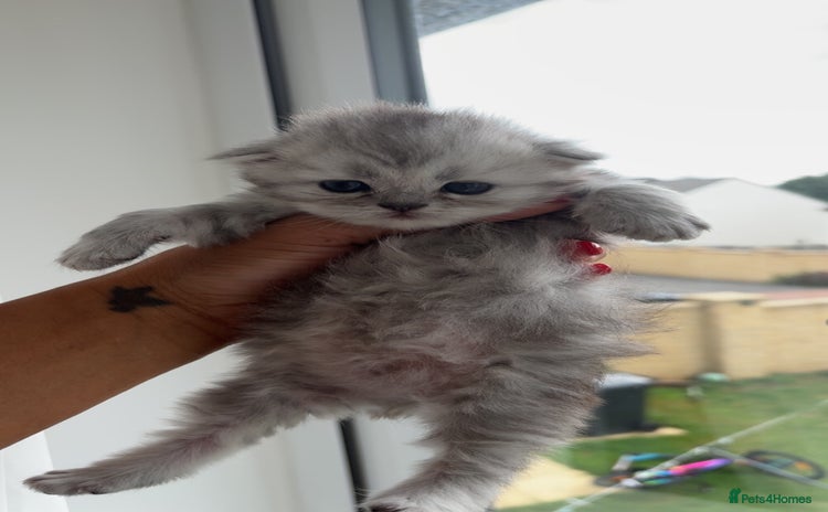 Persian cats - Advert 2