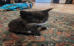 British Shorthair cats for sale: 4 kittens for sale ready for collection - Image 2