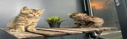 Mixed Breed cats for sale: Beautiful bonded pair of kittens (boy and girl) in Oldbury - Advert 8