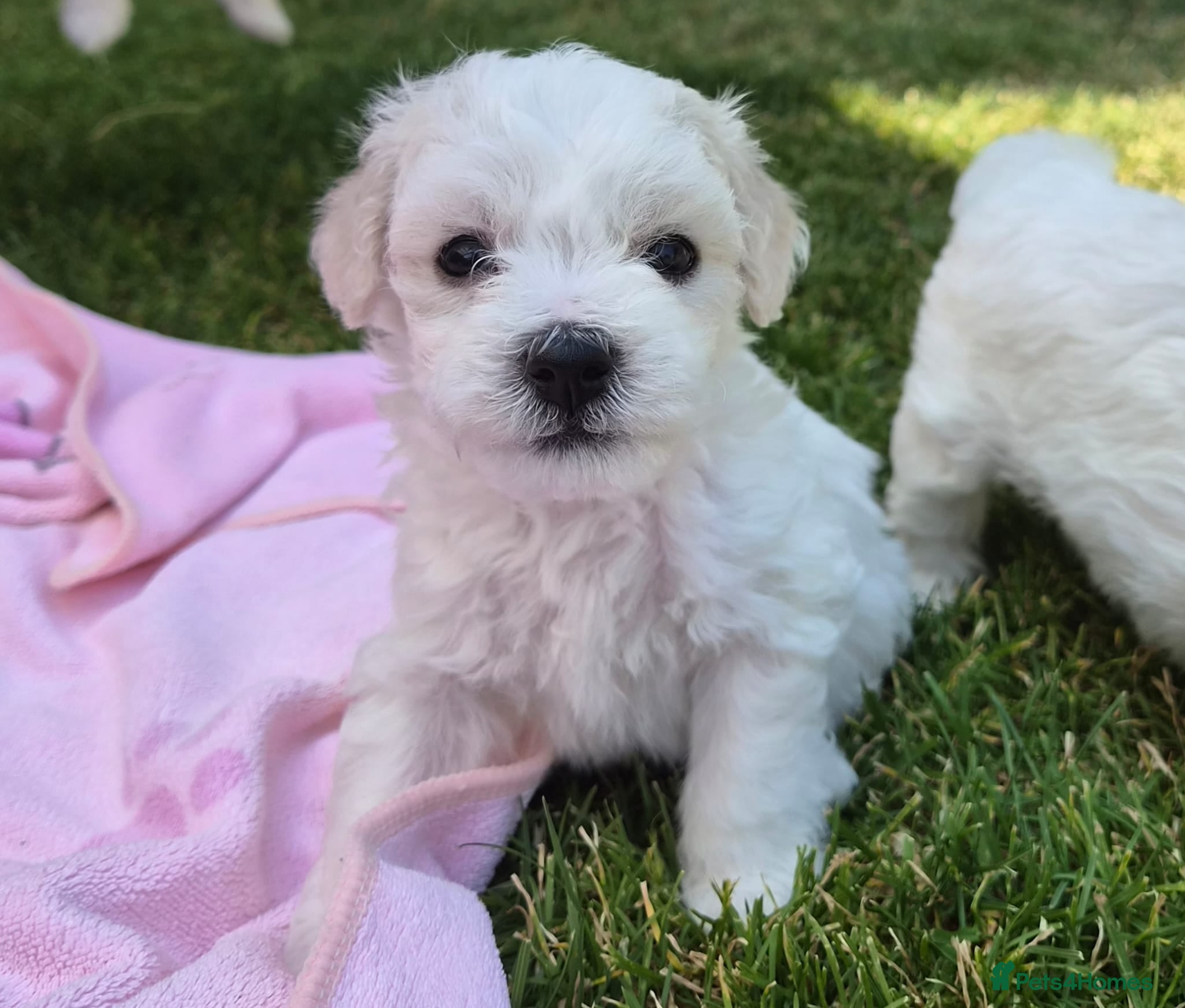 Bichon Frise dogs 2 BOYS LEFT Bichon Frise 2 boys 3 girls - Advert 1