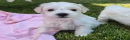 Bichon Frise dogs for sale: Bichon Frise 2 boys 3 girls - Advert 7